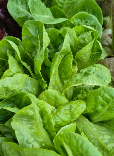Cogollo Verde