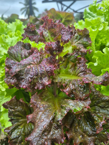Crespa Morada