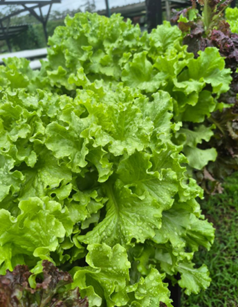 Crespa Verde